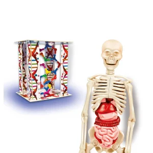 EL CUERPO HUMANO